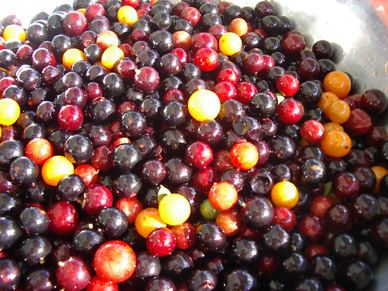 Pictures of Guavaberry