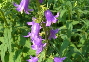 Photos of Harebell