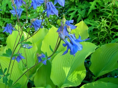 Pictures of Harebell