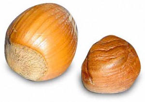 Hazel Nut Hazel Nut Picture