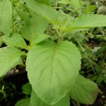 Images of Holy basil