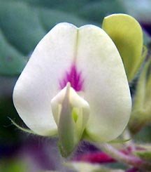 Horse Gram Flower Horse Gram Flower Picture