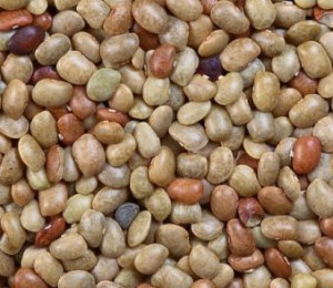 Horse Gram Images Images of Horse Gram