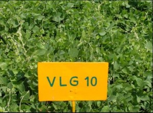 Horse Gram Plant Horse Gram Plant Photo