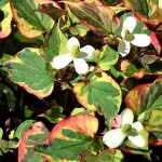 Houttuynia cordata Picture