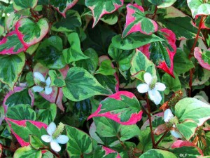 Picture of Houttuynia cordata