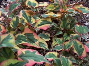 Image of Houttuynia cordata