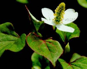 Photo of Houttuynia cordata