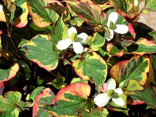 Houttuynia cordata Picture