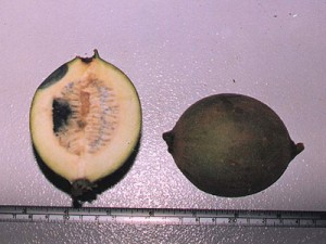 Huito Photos Photos of Huito