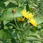 Inula helenium Image