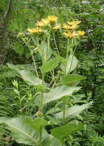 Images of Inula helenium (Elecampane)