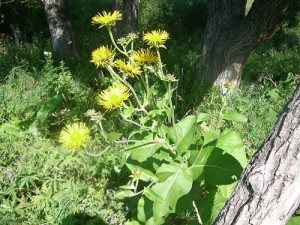 Photos of Inula helenium (Elecampane)