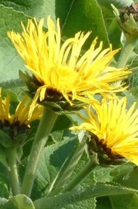 Pictures of Inula helenium (Elecampane)