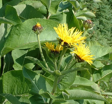 Inula helenium Image