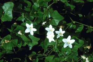 Ivy Gourd Plants Ivy Gourd Plants Photo