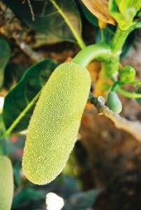 Jackfruit Flower Jackfruit Flower Image