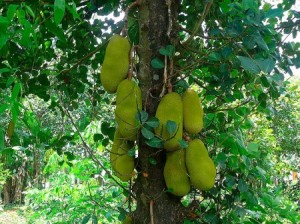Jackfruit Tree Jackfruit Tree Photo