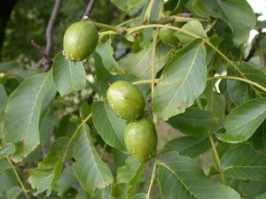 Juglans Cinerea Juglans Cinerea Picture