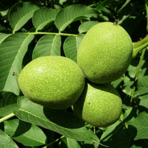 Images of Juglans Regia
