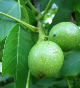 Pictures of Juglans Regia