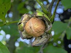 Juglans Regia Juglans Regia Picture