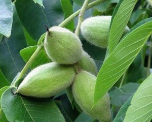 Photos of Juglans cinerea