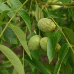 Pictures of Juglans cinerea