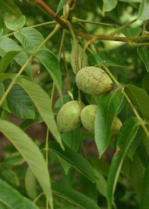 Pictures of Juglans cinerea