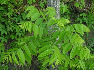 Juglans cinerea Tree Image