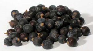 Juniper Berries Photos