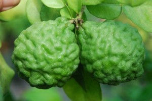 Kaffir Lime Kaffir Lime Picture