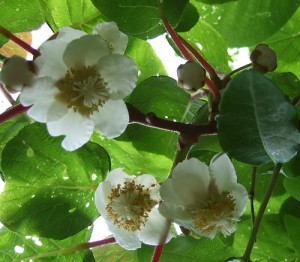 Kiwi Fruit Flower Kiwi Fruit Flower Photo