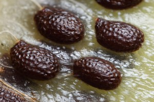 Kiwi Fruit Flower Seeds Kiwi Fruit Flower Seeds Image
