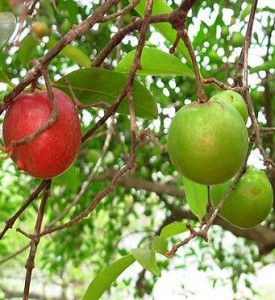 Images of Kokum