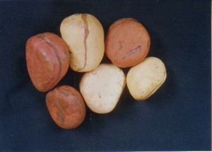 Kola Nut pictures