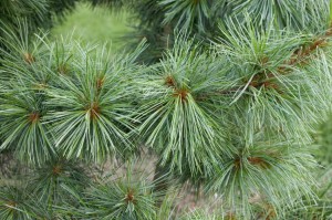 Korean Pine Tree Korean Pine Tree Photo