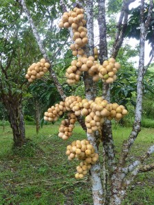 Lanzones Tree