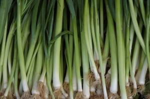Photos of Leeks