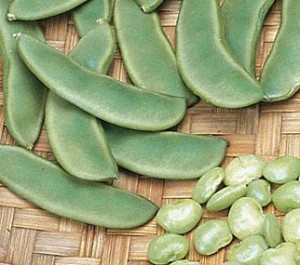 Lima Bean Images Images of Lima Bean