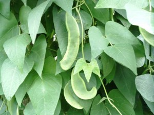 Lima Bean Tree Lima Bean Tree Photo