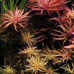Images of Limnophila Aromatica