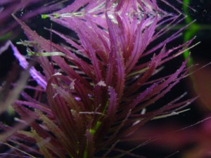 Photos of Limnophila Aromatica