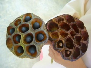 Lotus Seeds Lotus Seeds Picture