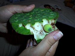 Images of Lotus Seeds