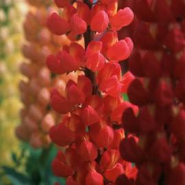 Lupins 1 Lupins Picture