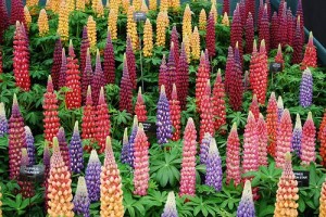 Lupins Lupins Image