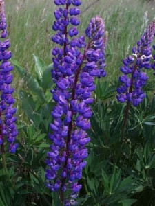 Lupinus Lupinus pictures