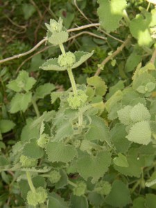 Images of Marrubium vulgare