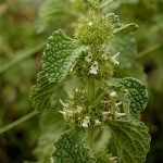 Pictures of Marrubium vulgare